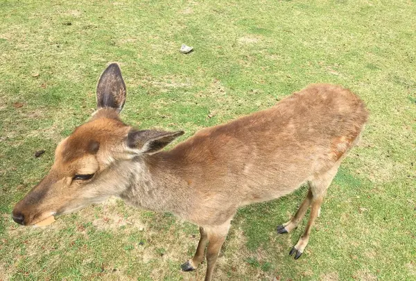 唐招提寺の写真・動画_image_327147