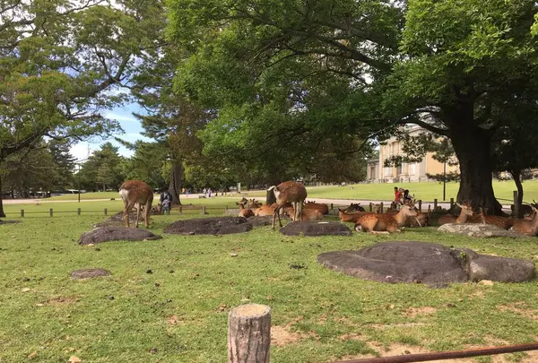 唐招提寺の写真・動画_image_327148