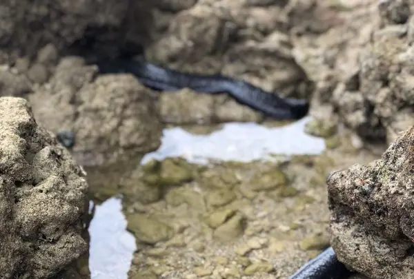 屋我地ビーチの写真・動画_image_327231