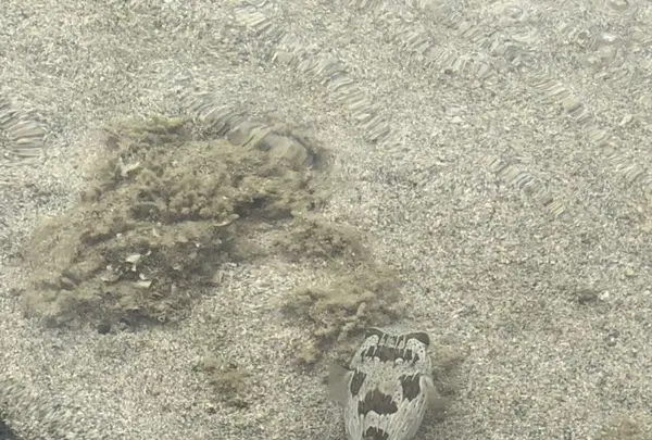 屋我地ビーチの写真・動画_image_327232