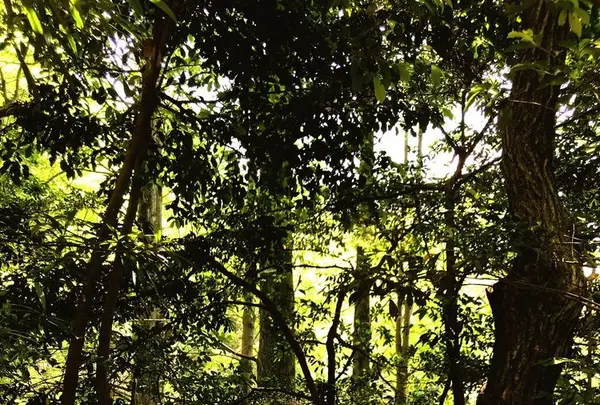 篠栗九大の森の写真・動画_image_327553