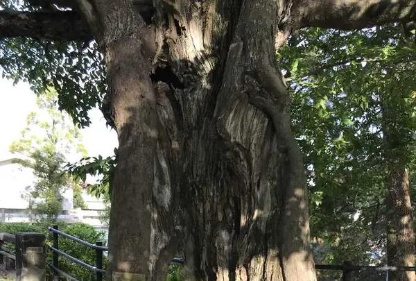 西公園の写真・動画_image_327621