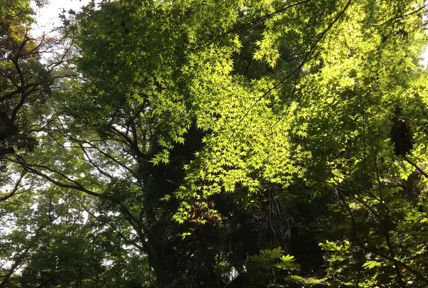 等々力渓谷の写真・動画_image_328862