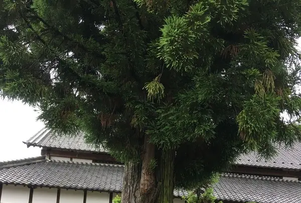 各務の舞台（村国座）の写真・動画_image_329543