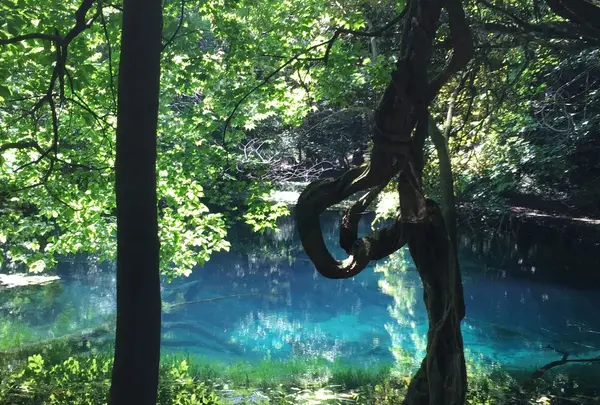 丸池様の写真・動画_image_329972