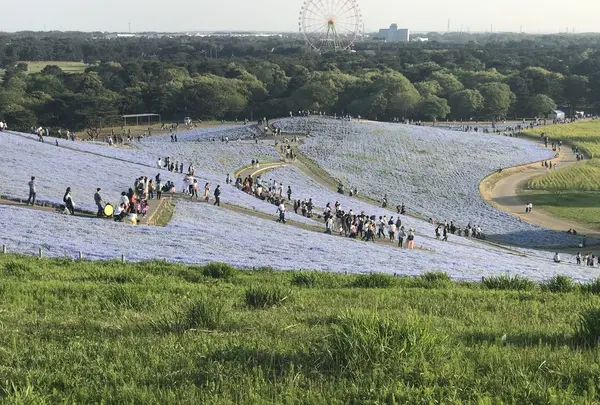 ひたち海浜公園の写真・動画_image_330150