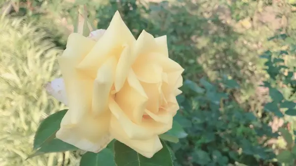 花フェスタ記念公園の写真・動画_image_330190