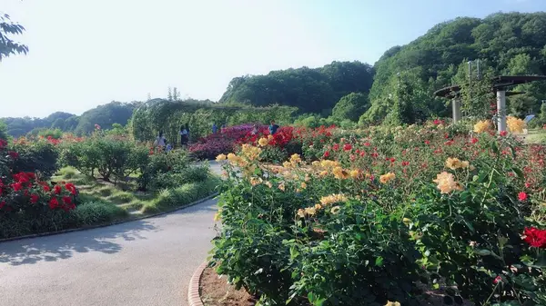 花フェスタ記念公園の写真・動画_image_330191