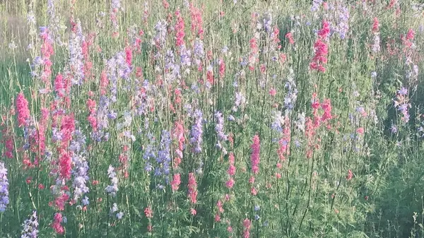 花フェスタ記念公園の写真・動画_image_330192