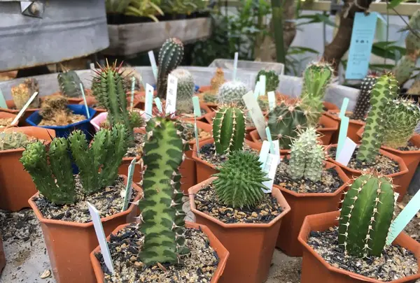 ソルソファームの写真・動画_image_330292