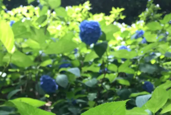 六義園の写真・動画_image_330360