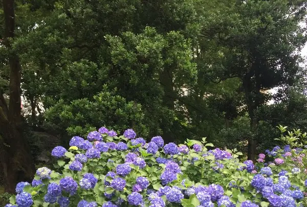 六義園の写真・動画_image_330367