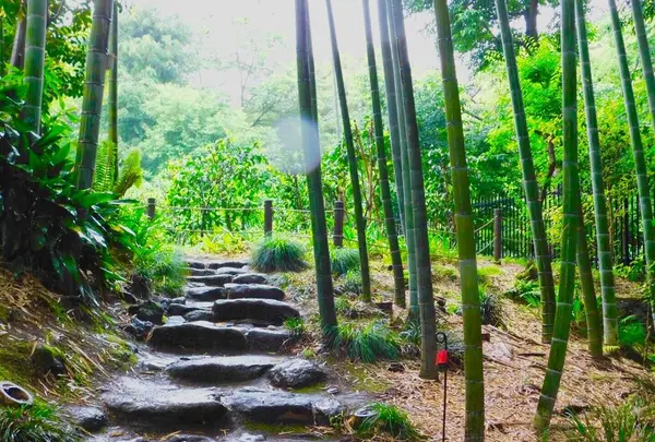 等々力渓谷の写真・動画_image_330477