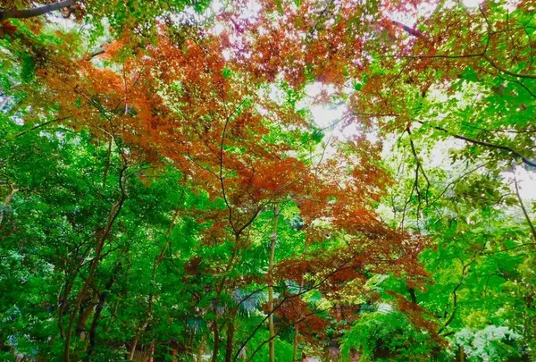 等々力渓谷の写真・動画_image_330482