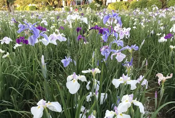 水郷潮来あやめ園の写真・動画_image_330570