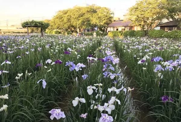 水郷潮来あやめ園の写真・動画_image_330571