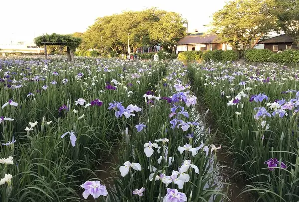 水郷潮来あやめ園の写真・動画_image_330572