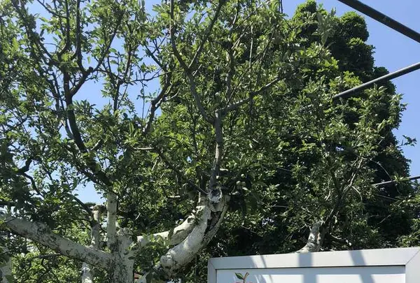 サイボク園内（旧：埼玉種畜牧場）の写真・動画_image_330901