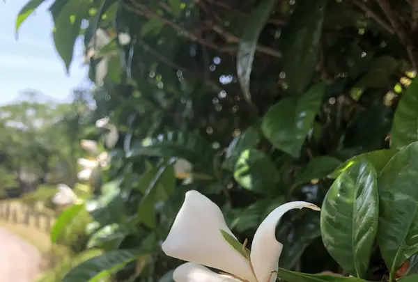 高麗山聖天院 正門の写真・動画_image_331614