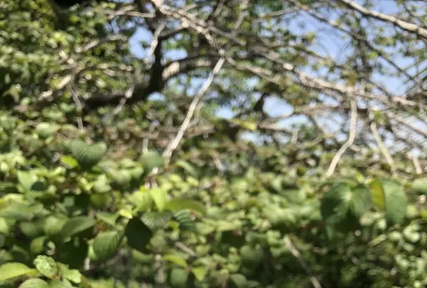 高麗山聖天院 正門の写真・動画_image_331615