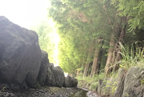 トーベ・ヤンソンあけぼの子どもの森公園の写真・動画_image_331697