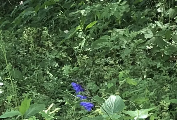 トーベ・ヤンソンあけぼの子どもの森公園の写真・動画_image_331715
