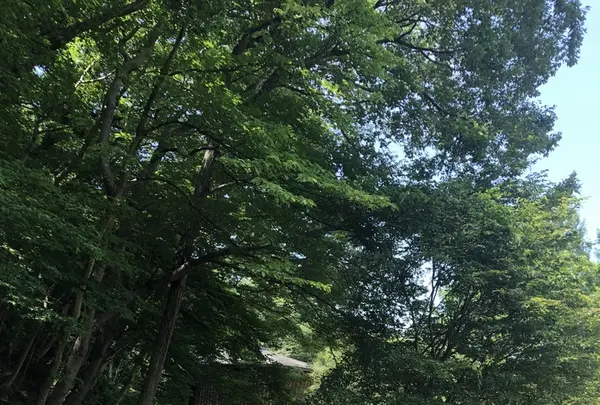 トーベ・ヤンソンあけぼの子どもの森公園の写真・動画_image_331753