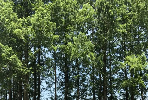 トーベ・ヤンソンあけぼの子どもの森公園の写真・動画_image_331756