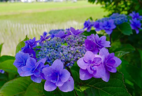 開成あじさいの里の写真・動画_image_332085