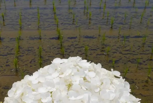 開成あじさいの里の写真・動画_image_332086