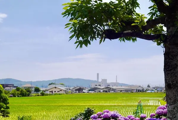 開成あじさいの里の写真・動画_image_332089