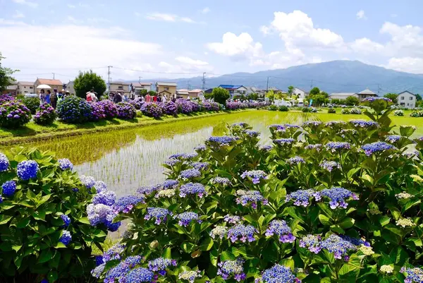 開成あじさいの里の写真・動画_image_332091