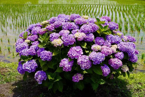 開成あじさいの里の写真・動画_image_332092