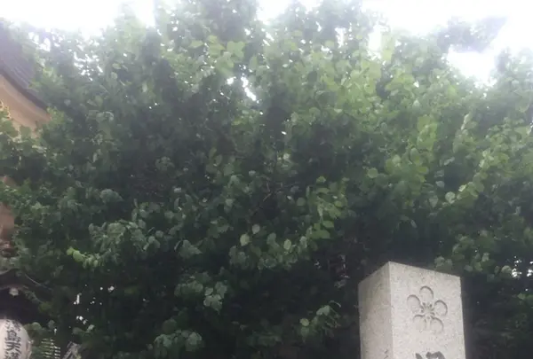 湯島天満宮（湯島天神）の写真・動画_image_332393