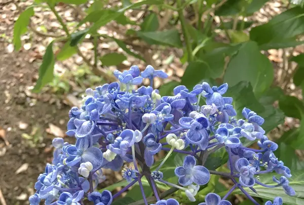 大塚性海寺歴史公園の写真・動画_image_333024
