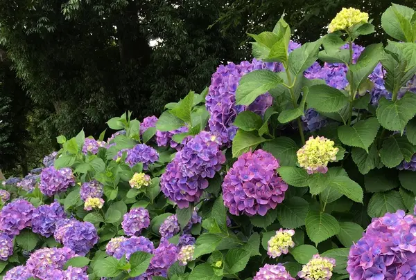 大塚性海寺歴史公園の写真・動画_image_333028