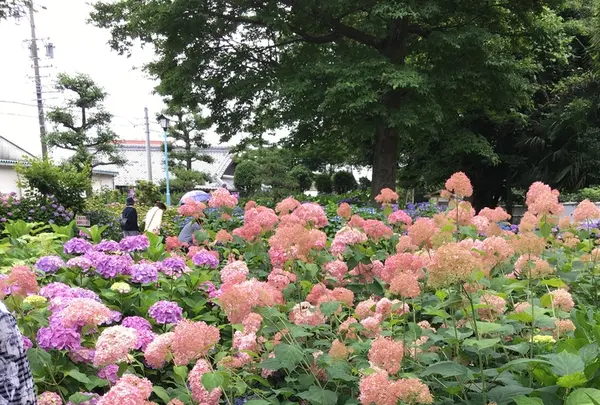 大塚性海寺歴史公園の写真・動画_image_333030
