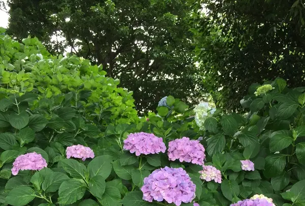 大塚性海寺歴史公園の写真・動画_image_333032