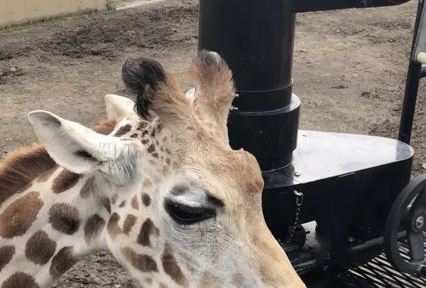 旭川市 旭山動物園の写真・動画_image_333434