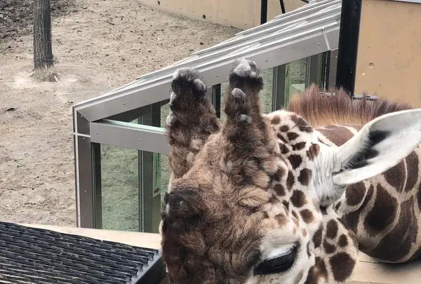 旭川市 旭山動物園の写真・動画_image_333438