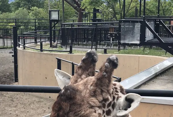 旭川市 旭山動物園の写真・動画_image_333439