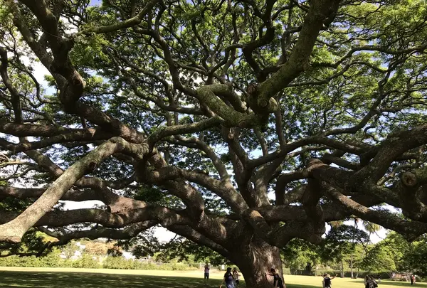 モアナルア・ガーデンズの写真・動画_image_333488