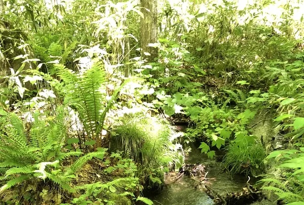 奥入瀬渓流　　の写真・動画_image_338542