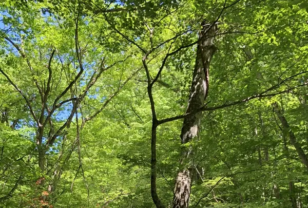 奥入瀬渓流　　の写真・動画_image_338543