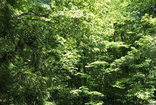 奥入瀬渓流　　の写真・動画_image_338544