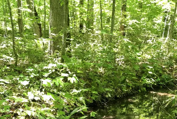 奥入瀬渓流　　の写真・動画_image_338545