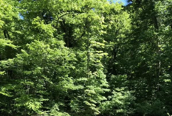 奥入瀬渓流　　の写真・動画_image_338546