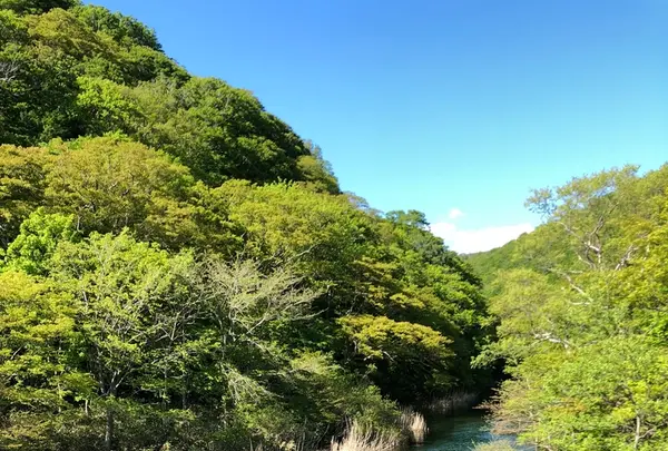 奥入瀬 石ケ戸休憩所の写真・動画_image_338586