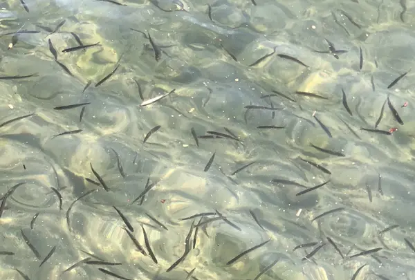 十和田湖の写真・動画_image_338592