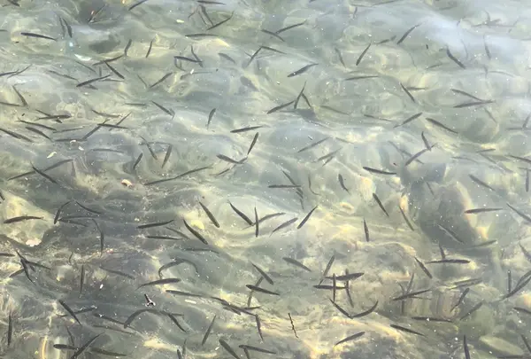 十和田湖の写真・動画_image_338596